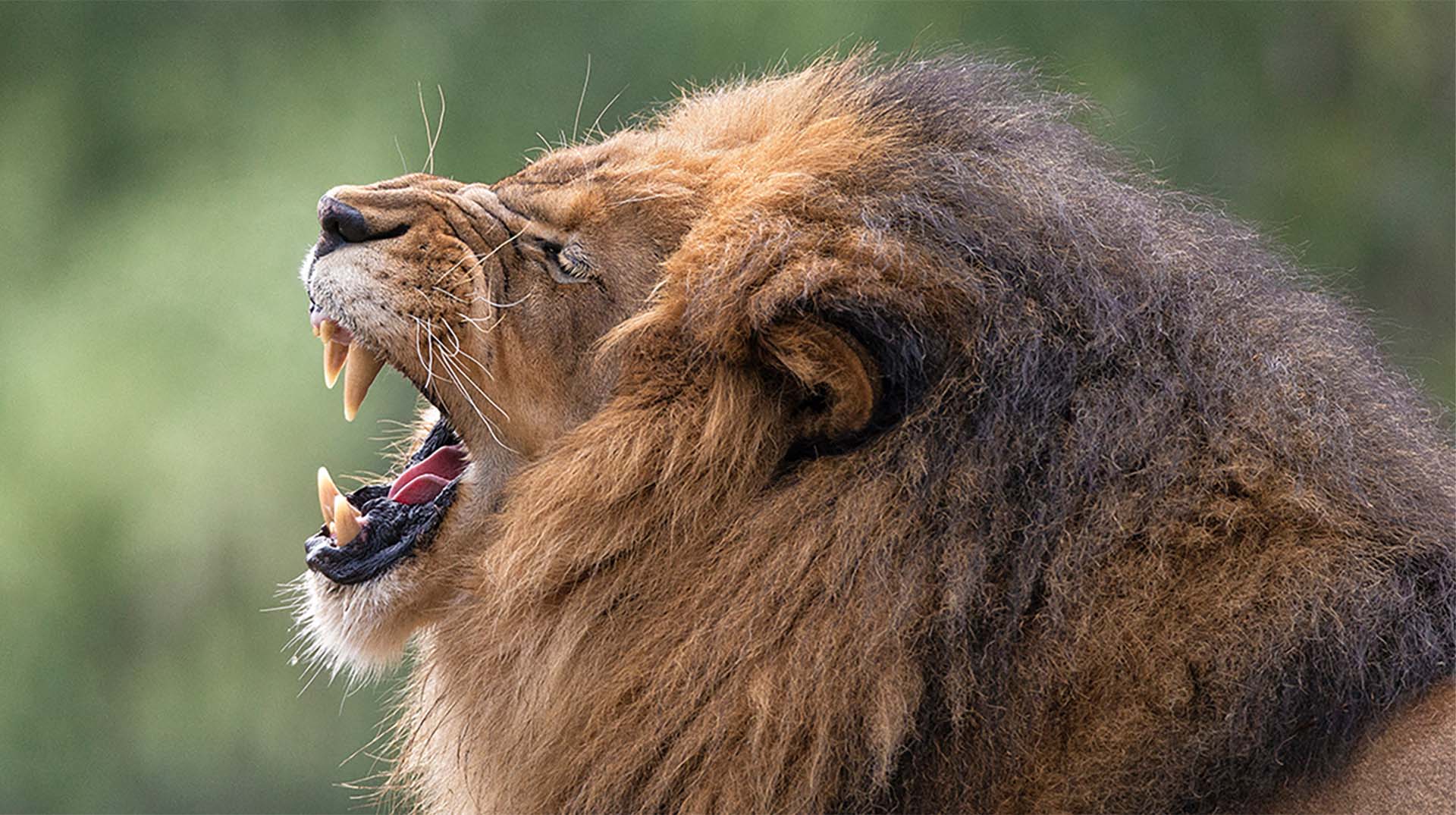 Material World & Lion's Mouth – Sastra Caksu