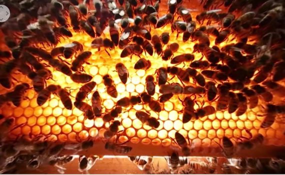 bumblebeehive-fire